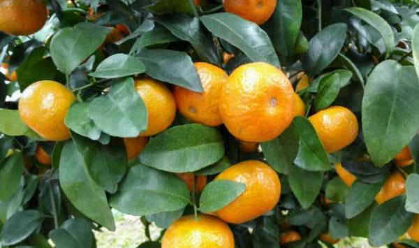 柑橘如何正确环割？有哪些注意事项？柑橘环割保果要点