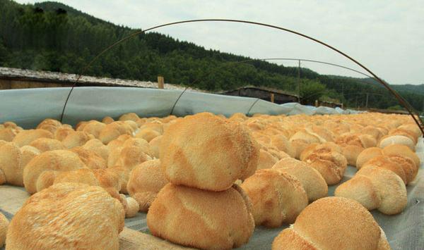 猴头菌生长发育对环境的要求