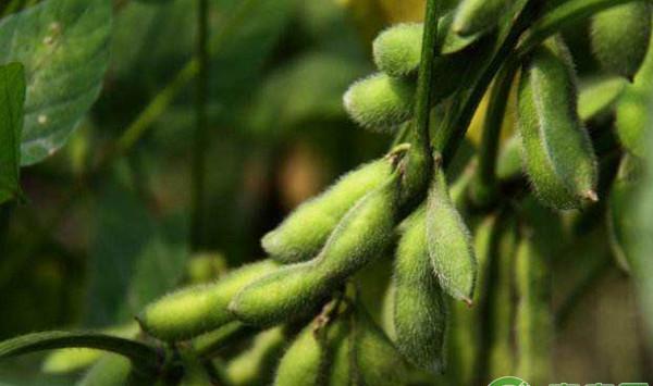 大豆高效种植技术及主要病虫害防治