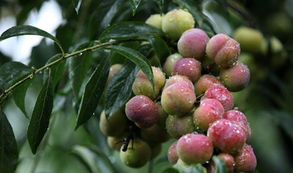 茵红李怎么种植？茵红李丰产栽培技术