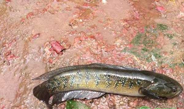 七星鱼怎么养殖？七星鱼养殖技术