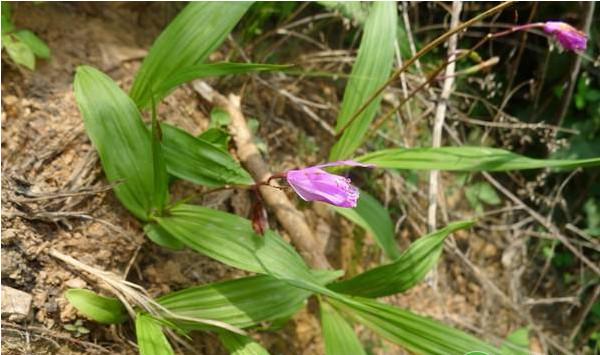 剑川县白芨育苗方法及病虫害防治栽培技术