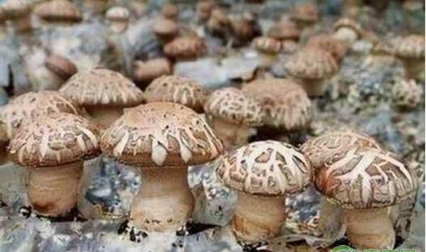 反季节香菇栽培怎么管理杂菌和虫害？