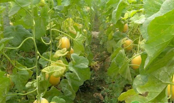 大棚洋香瓜丰产种植与管理技术