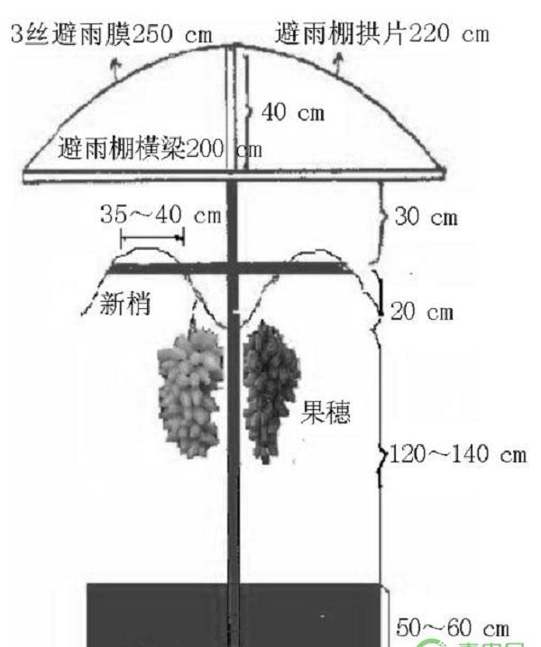 浙江地区宝系列葡萄品种引种与栽培管理