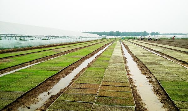 水稻如何进行配方施肥？水稻配方施肥的科学管理技术