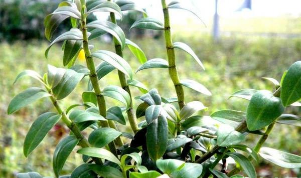 夷陵区铁皮石斛种苗繁育及栽培技术