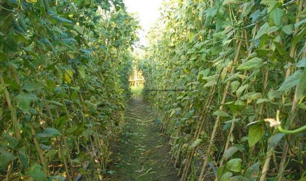 长豇豆怎么种植？豇豆高产种植技术