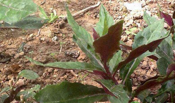 红凤菜怎么种植？红凤菜扦插繁殖方法及病虫害防治