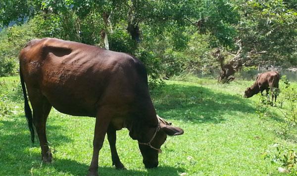 如何提高肉牛养殖效益？五种提高肉牛养殖效益的方法