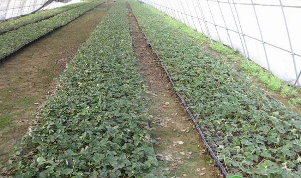 大棚草莓如何管理？大棚草莓优质健壮秧苗培育关键技术