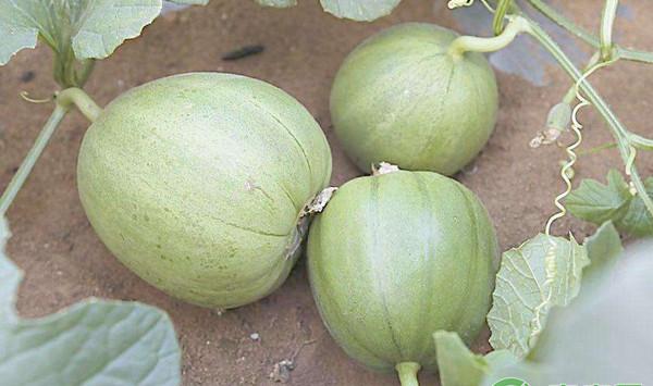 设施香瓜高效栽培技术及种植效益分析