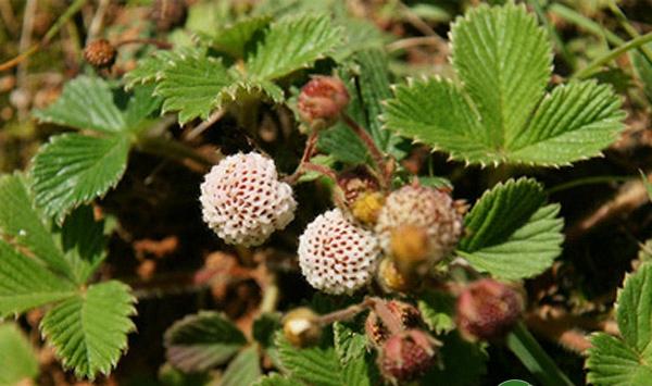 盆栽菠萝莓如何种植？盆栽菠萝莓高产种植要点讲解