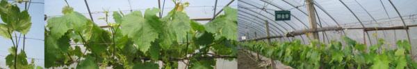 浙江海盐县葡萄老树稳定产量更新实践