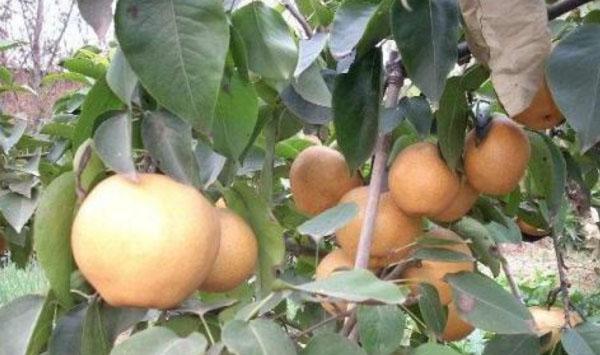 梨褐斑病病发规律及防治措施