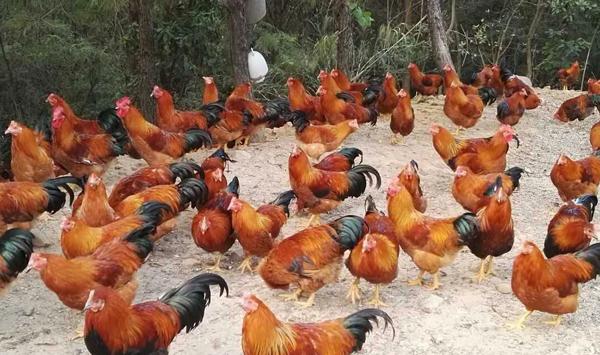 土鸡养殖互啄，啄肛防治技巧