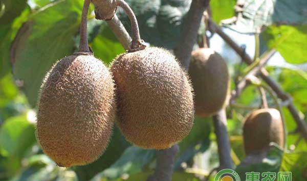 猕猴桃怎么管理？五月份猕猴桃高效管理要点