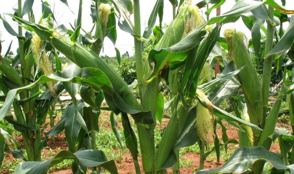 浅谈玉米高效益种植的病虫防治方法