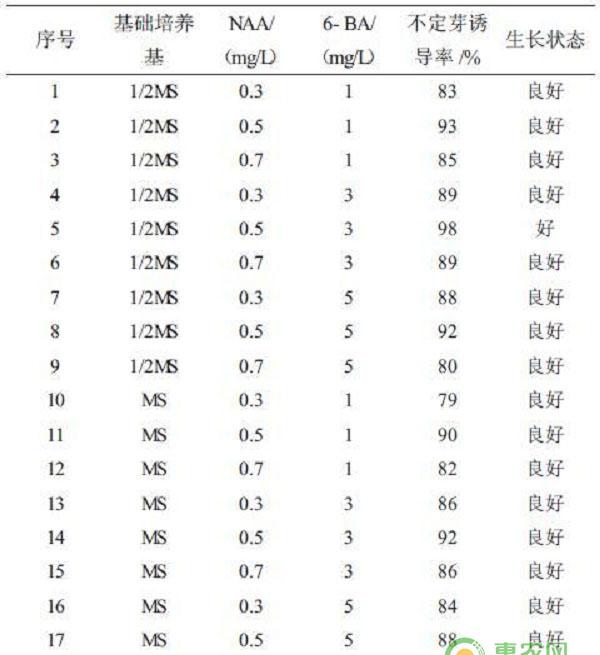 铁皮石斛种苗组织培养一次成苗育苗流程