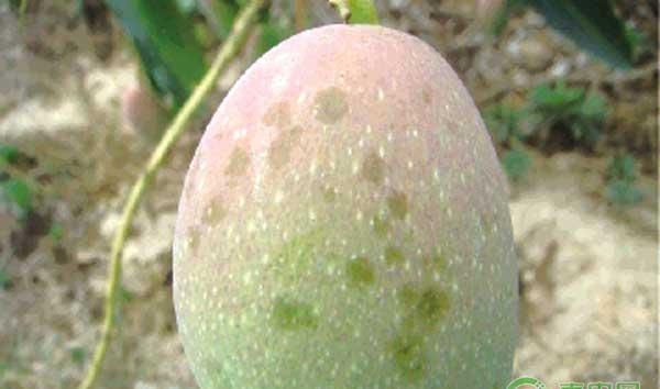 怎么防治芒果露水斑？芒果露水斑发生条件及防治措施