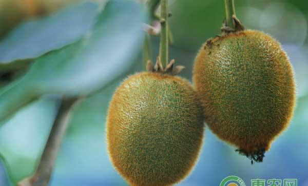 猕猴桃怎么管理？五月份猕猴桃高效管理要点