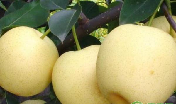 黄金梨高效种植技术及病虫害防治