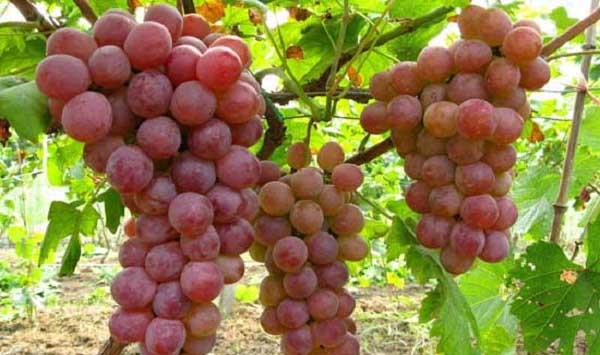 兴安县葡萄的生长气象条件及暴雨灾害防范技术介绍