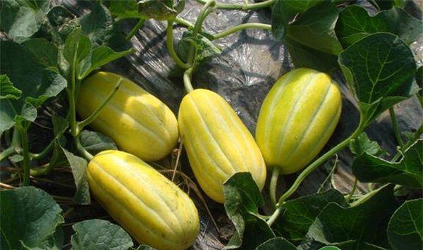 大棚洋香瓜丰产种植与管理技术