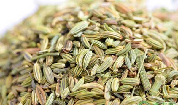 小茴香怎么种？新疆小茴香高产种植技术
