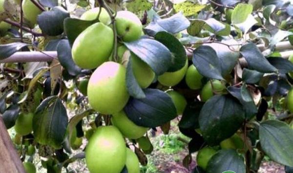 梅州市台湾青枣高效栽培管理技术要点