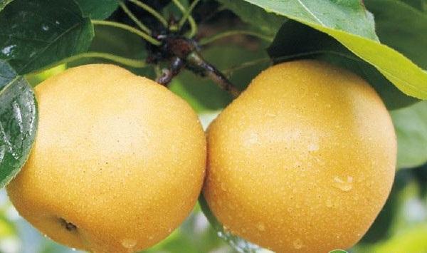 宣恩县黄金梨常见病虫害及其防治方法