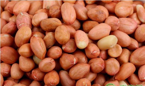 花生根茎腐病的发病规律及其防治技术