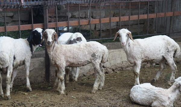 羊日射病症状表现及防治方法