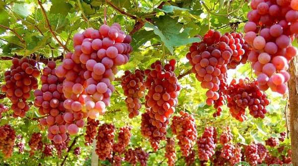 葡萄七大生长关键点及其病虫害防治