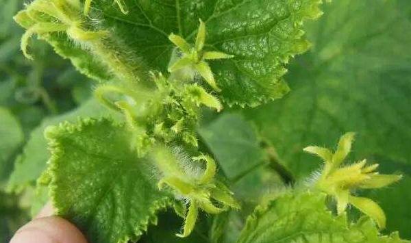 浅谈蔬菜病害田间诊断依据