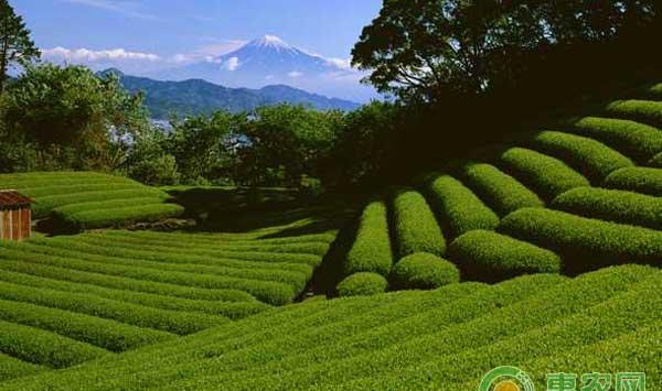 茶树叶片发生日灼怎么办？茶树日灼防治方法