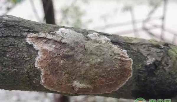 什么是花椒膏药病？怎么防治花椒膏药病？
