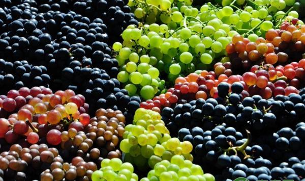 葡萄种植技术：葡萄杀菌剂腐霉利使用要点讲解