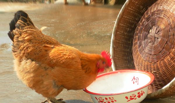 土鸡养殖互啄，啄肛怎么办？