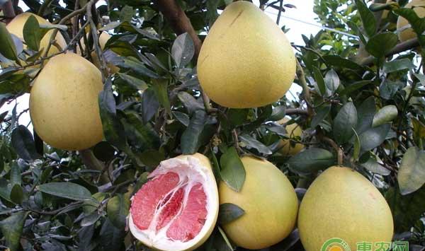 5月份平和琯溪蜜柚病虫害综合防治技术