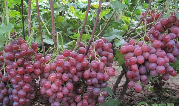 葡萄七大生长关键点及其病虫害防治