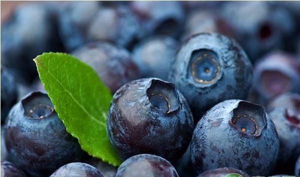 丹东地区蓝莓日光温室高效栽培管理技术