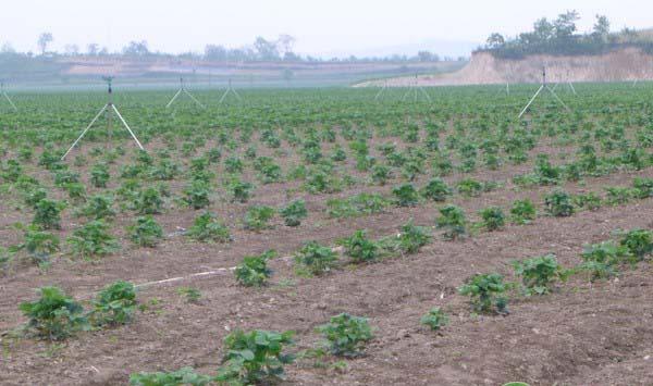 初夏草莓育苗怎么管理？这几个措施可以强根育苗