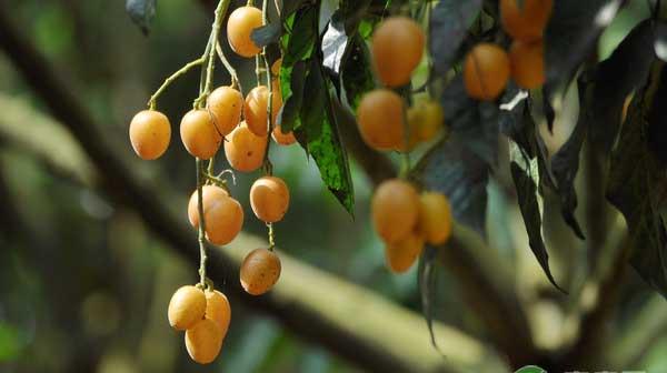 无核黄皮怎么管理？无核黄皮栽培管理技术要点