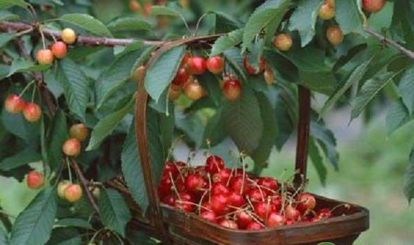 樱桃早期落叶病怎样预防？关于樱桃落叶病的防治对策