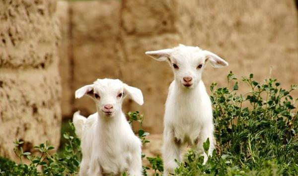 如何挑选适合当地养殖的羊？买羊引种的要点分析