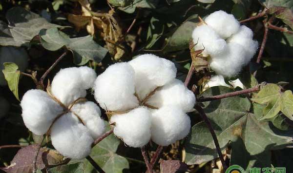 棉花枯、黄萎病怎么防治？棉花枯、黄萎病防治方法及检疫要求
