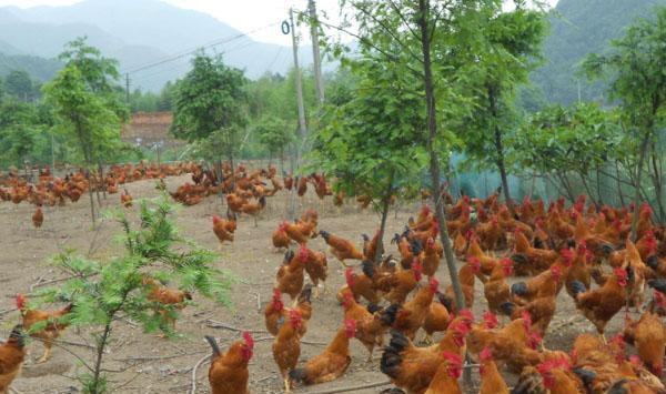农村土鸡养殖场选择、疾病预防、土鸡蛋保护要点讲解