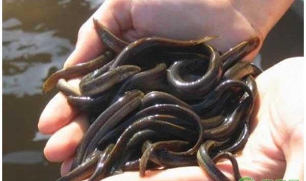 泥鳅怎么养殖？泥鳅规范化养殖技术