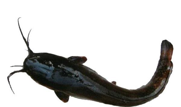 胡子鲶怎么养殖？胡子鲶养殖及饲料投喂要点